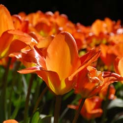 Tulipán fosteriana 'Orange Emperor'